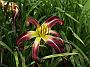 Hemerocallis Royal Celebration